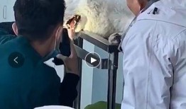 医养宠物医院最新爆料,宠物健康护理新趋势